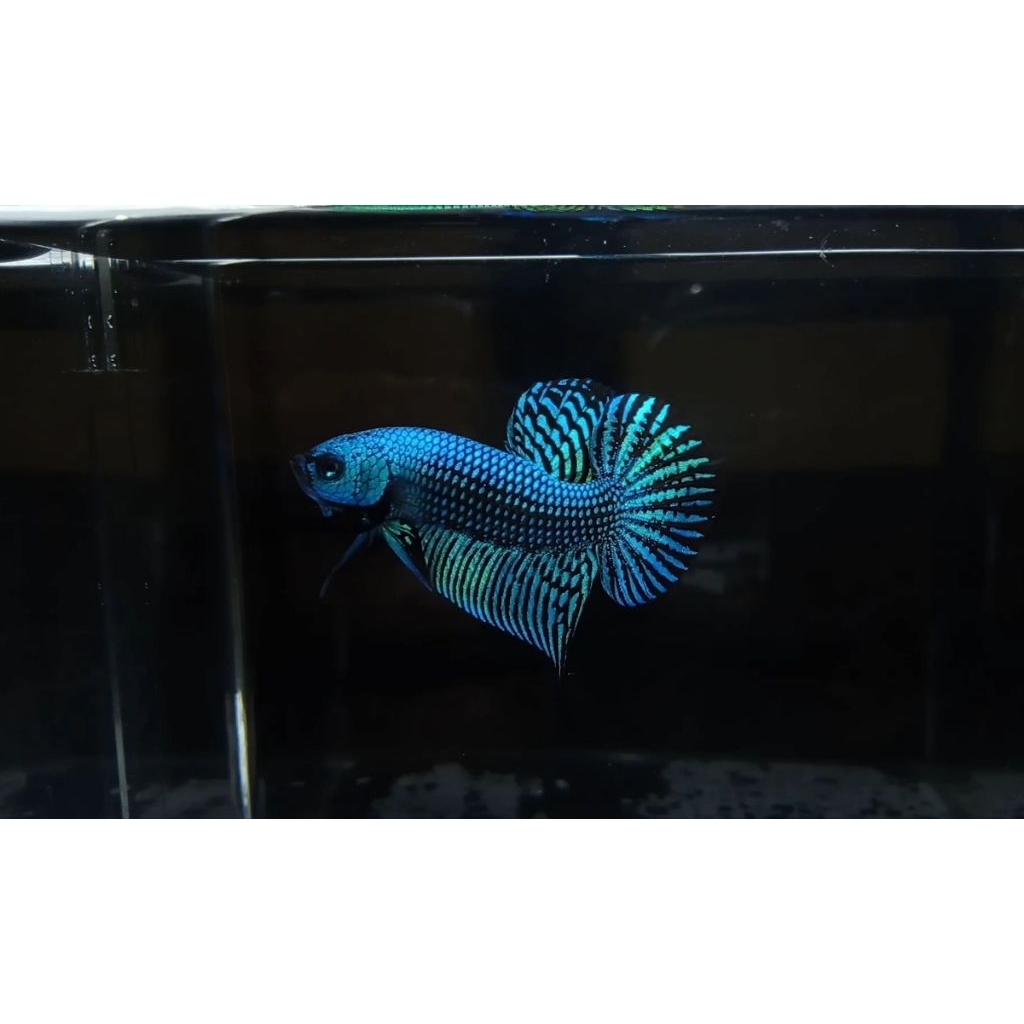 cupang alam wildbetta alien hybrid green