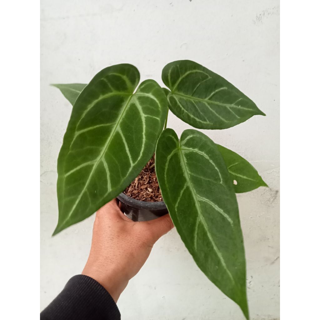 anthurium silver X paphi,anthurium kuping gajah,kuping gajah
