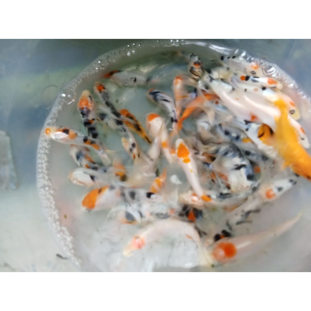 bibit koi showa,kojaku,Shiro 5-7 cm isi 15 ekor