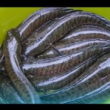 ikan gabus/kutuk segar kemasan vakum 1kg