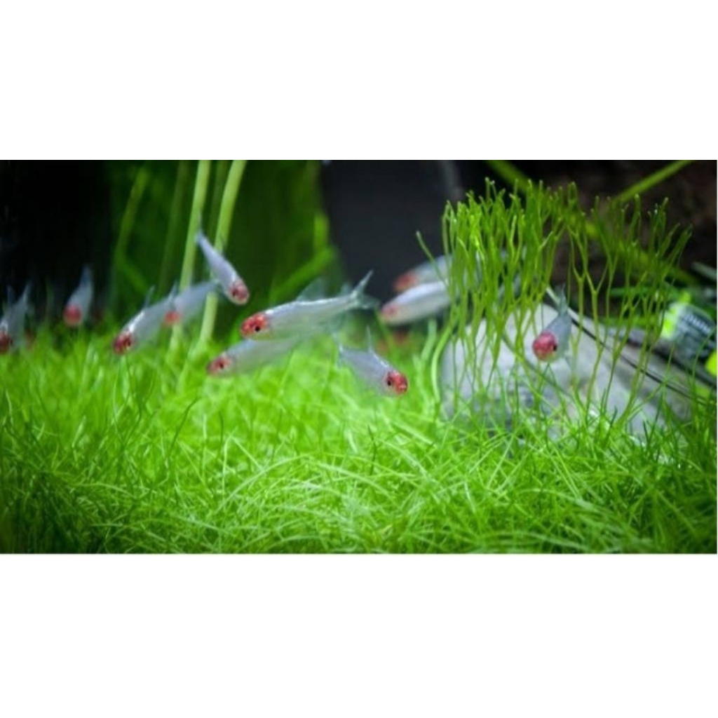 hiasan akuarium rednose berlian 10 ekor