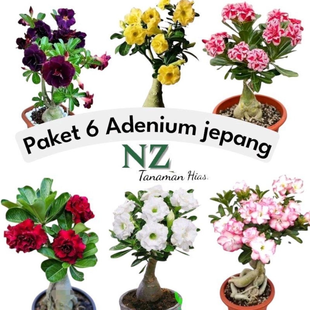 Paket 6 Adenium Kamboja Jepang - Adenium Kamboja Jepang 6 Warna