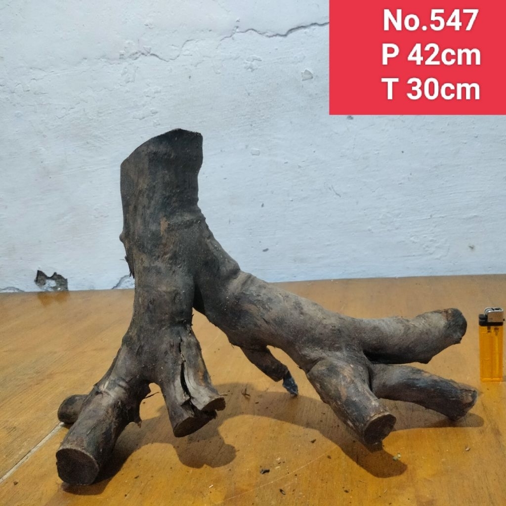 akar santigi laut kayu santigi laut akar dekorasi aquascape aquarium 547