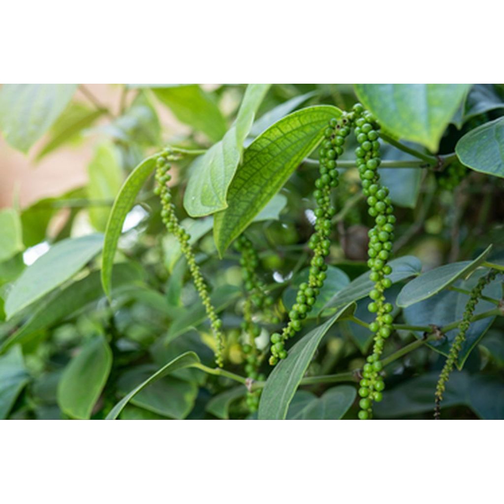 Bibit Stek Lada Perdu murah-Bibit stek lada perdu rambat