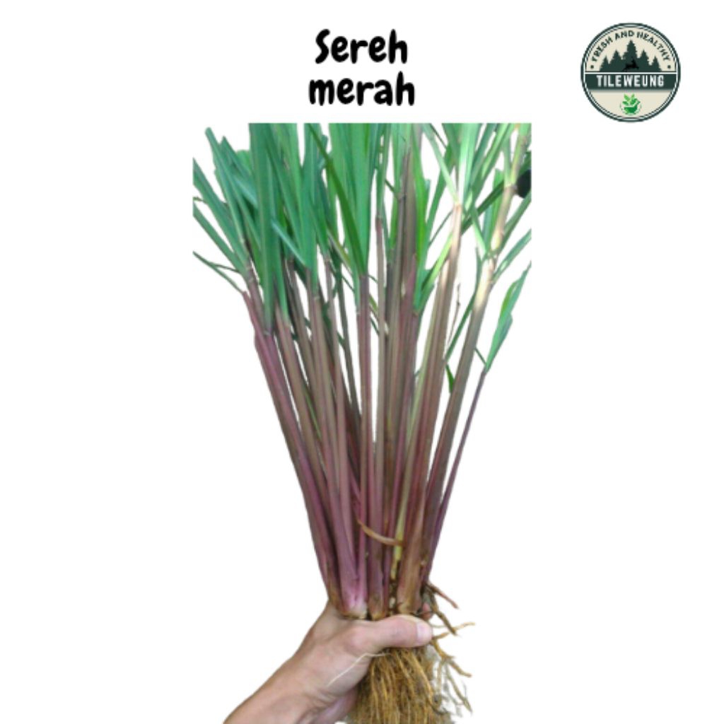 sereh merah/sereh wangi segar dengan akar