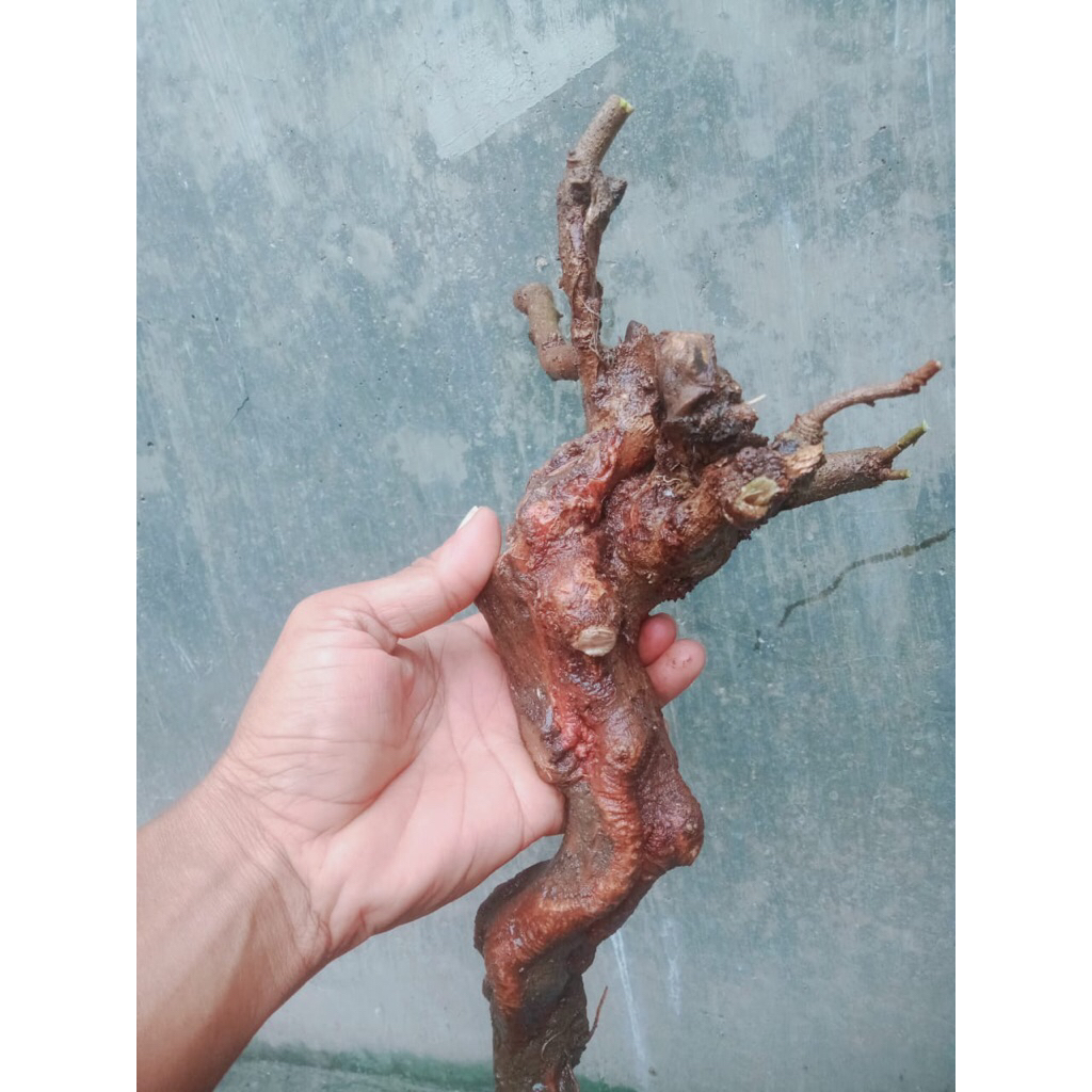 bahan bonsai ileng ileng/mangsian