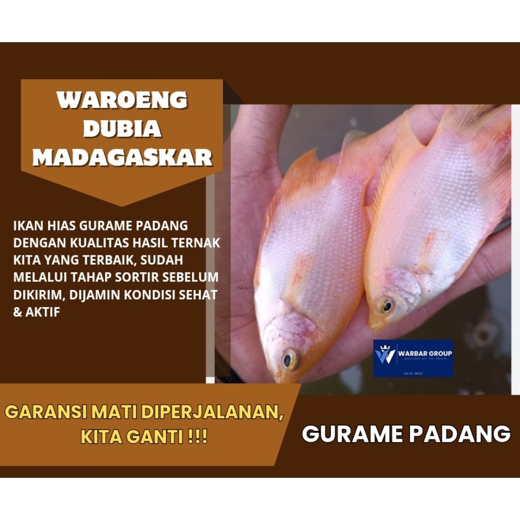 Ikan hias bibit gurame padang BIG SIZE KUALITAS GRADE A ( GARANSI )