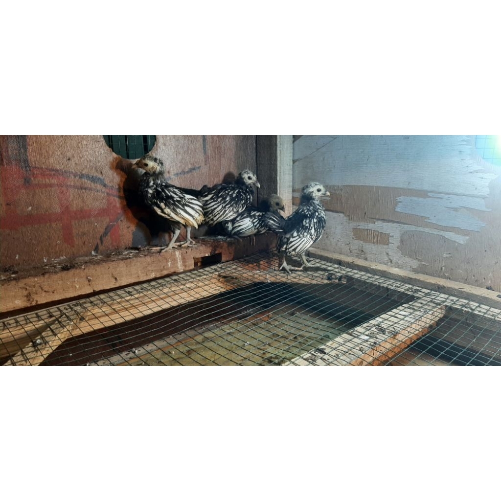 Ayam Batik/Batik Kanada/Batik Itali