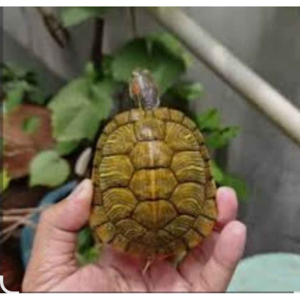 KURA KURA BRAZIL SIZE MEDIUM UKURAN 7-8 CM BONUS PAKAN