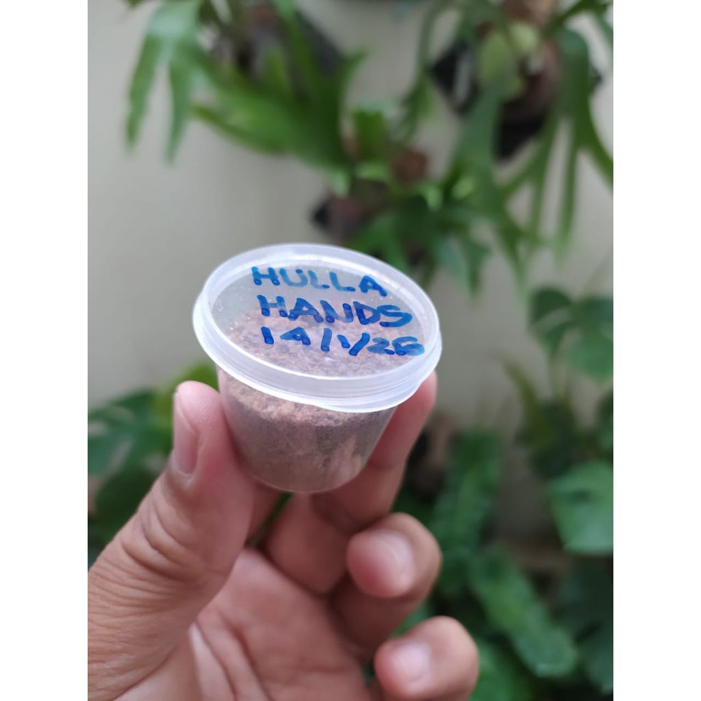 Spora Platycerium Hillii Hulla Hands (Pengambilan : 14.01.2026