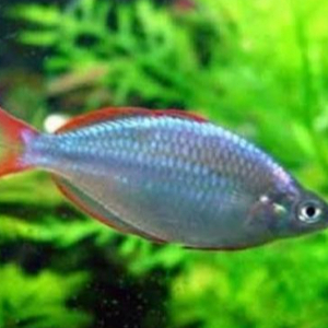 Rainbow Peacock | Ikan hias rainbow peacock | ikan hias aquascape