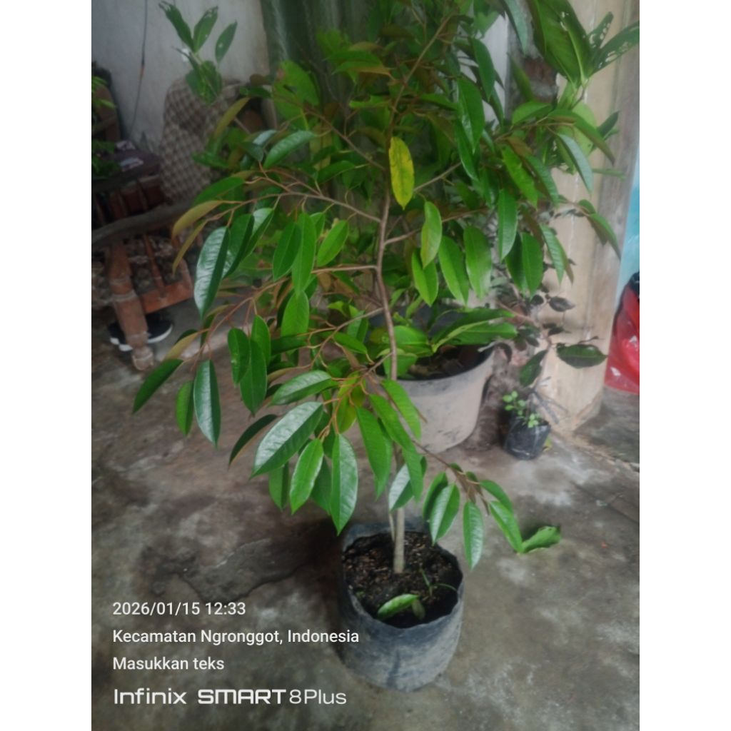 bibit durian musangking