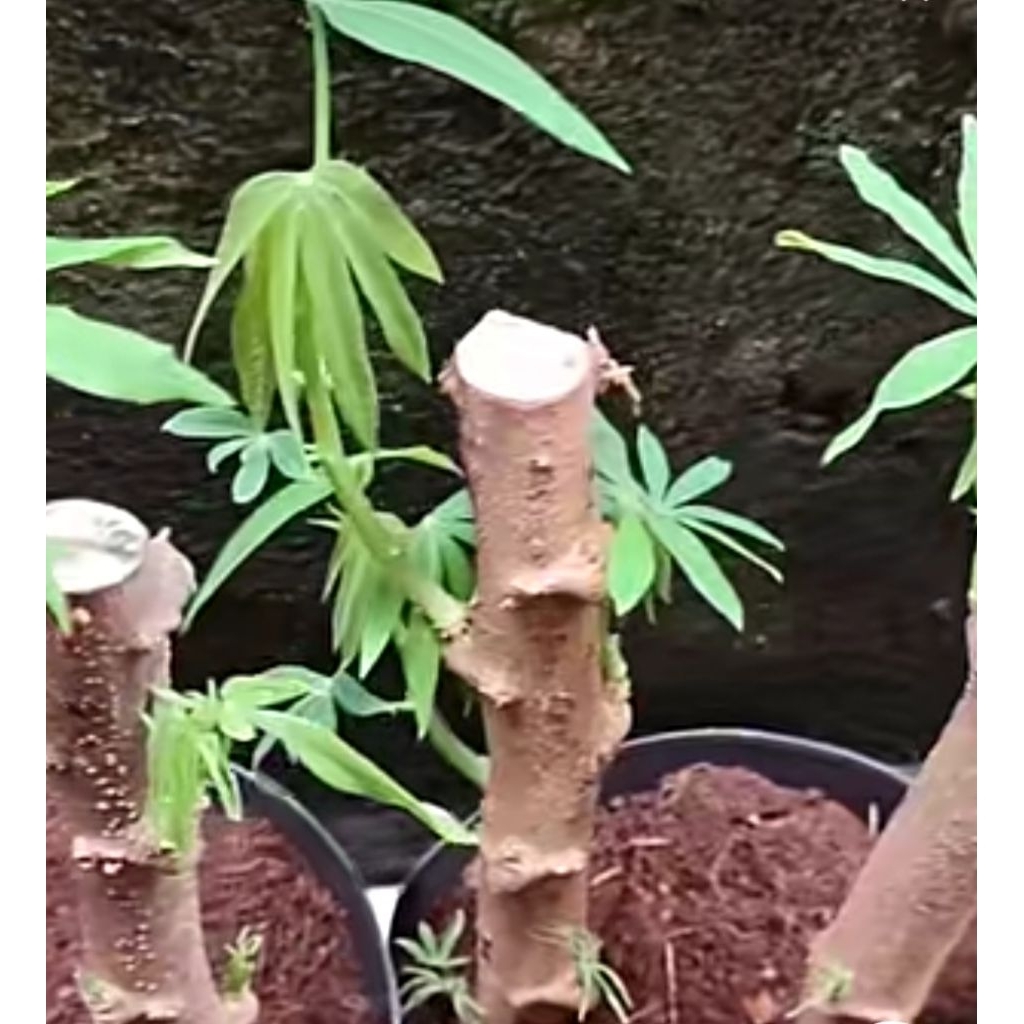 Bibit pucuk ubi daun panjang 12 batang