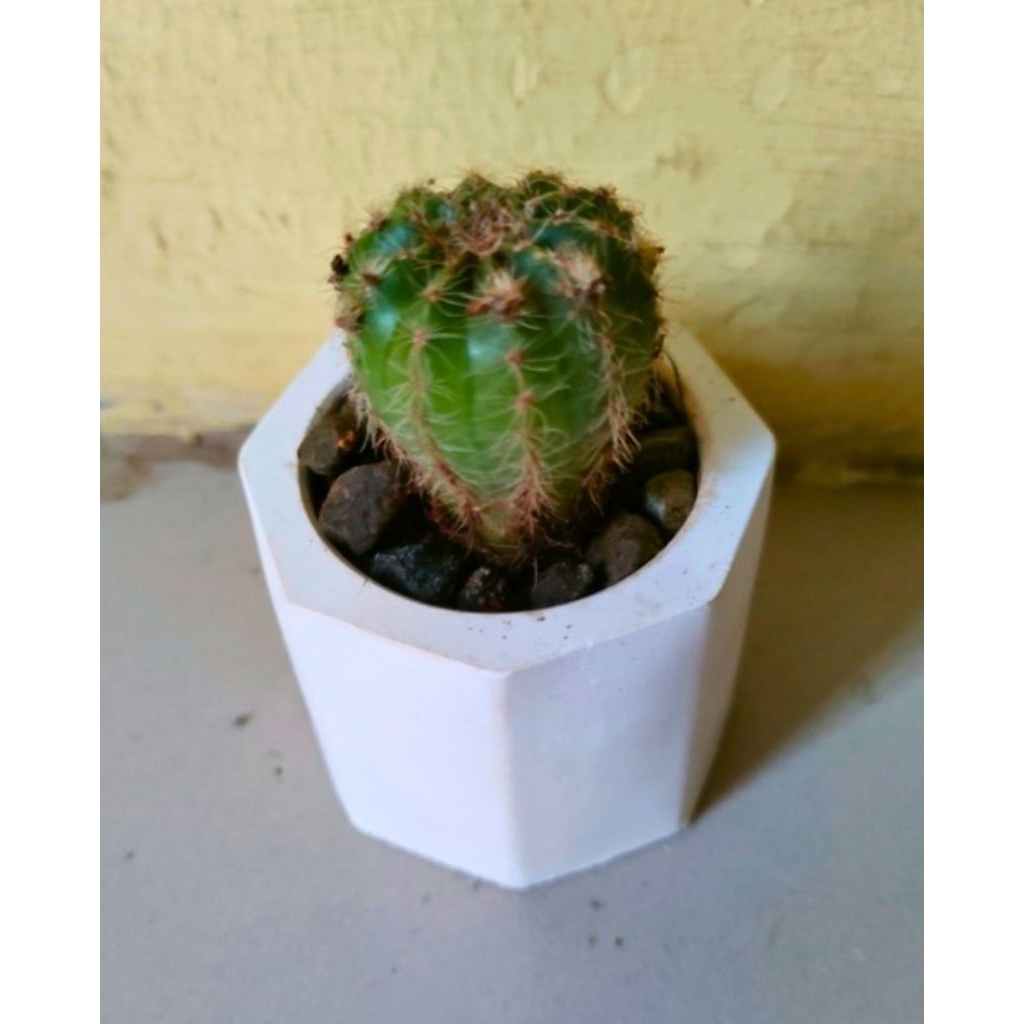 Kaktus mini hidup+Pot semen