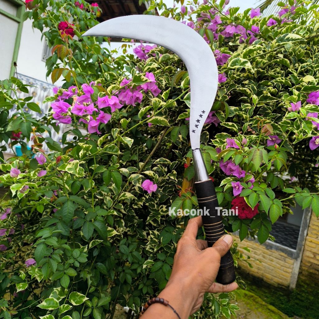 ARIT RUMPUT PADI JAGUNG ASLI BAJA MADURA BINTANG 5