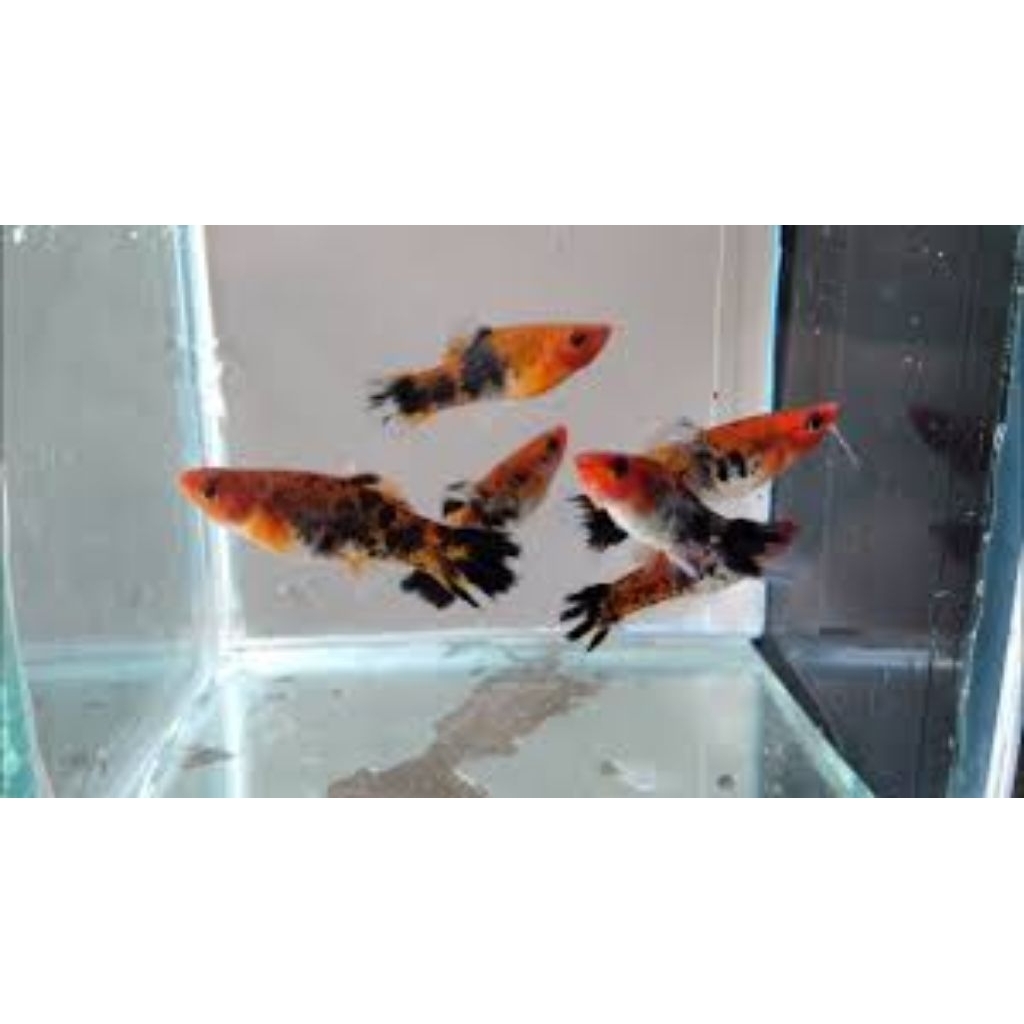 Platy Kohaku Platy Sanke Platy Pedang
