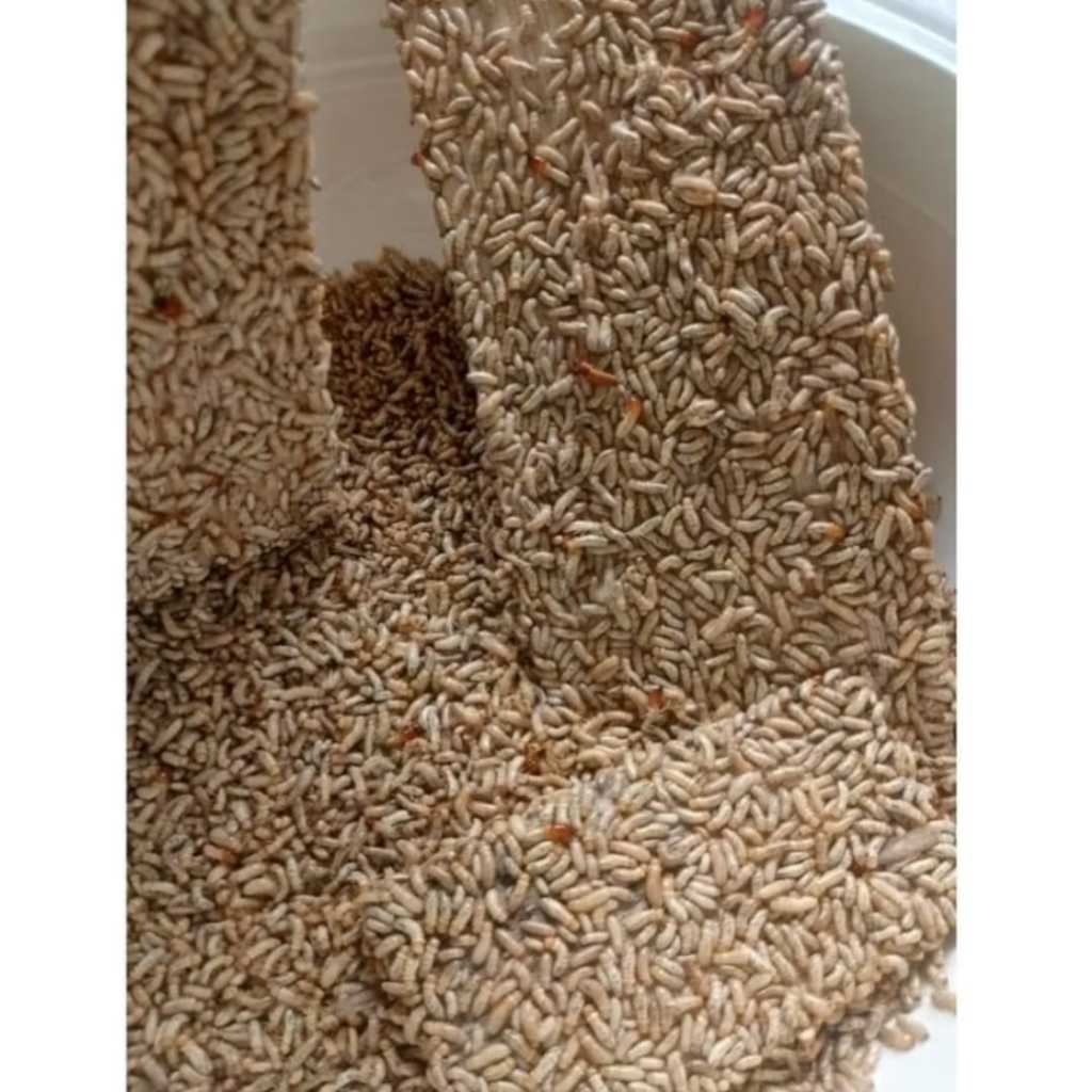 Rengas/Poa Umpan Ikan Wader