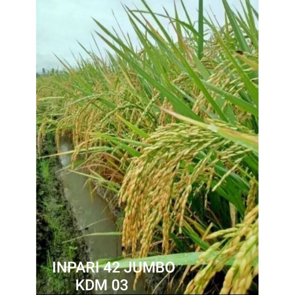 BENIH PADI INPARI 42 JUMBO KEMASAN 1 KG BIBIT PADI UNGGUL