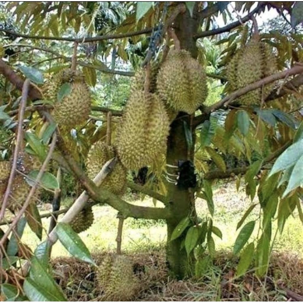 Pohon Durian Musang King Okulasi Bibit Tanaman Pohon Buah Durian Musang King