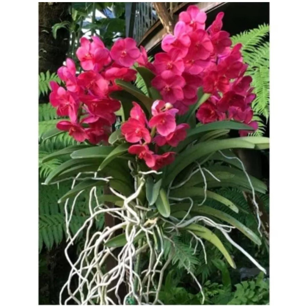 Promo 2 Anggrek Vanda merah dewasa terlaris dan termurah