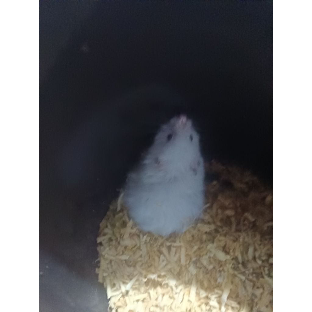 Hamster syrian long hair