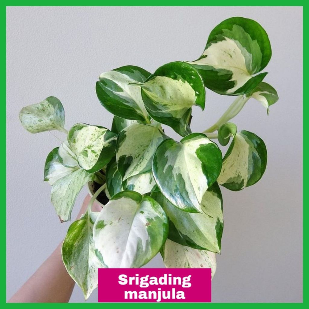 Tanaman hias gantung srigading manjula — Tanaman hias srigading balon — Tanaman sirih gading manjula