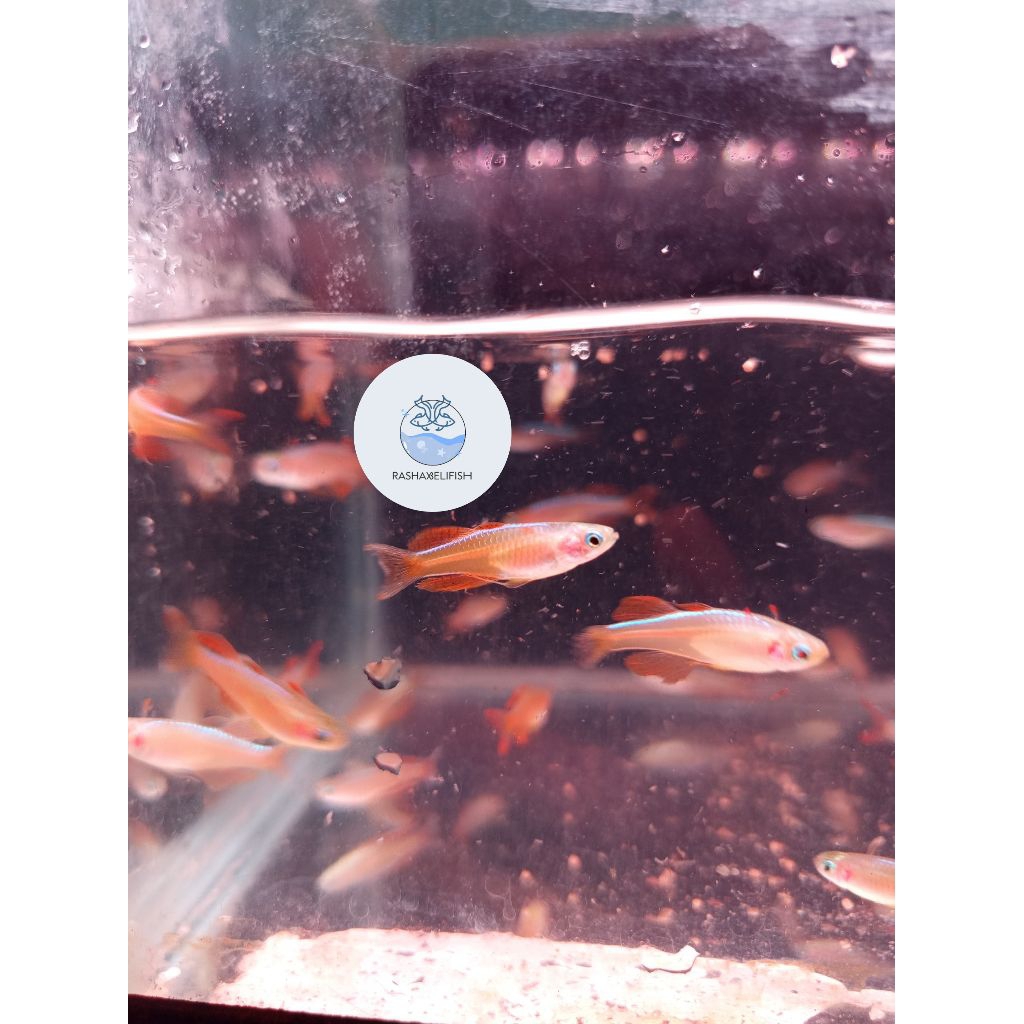 paskai/paskai blue eye/pseudomugil paskai/luminatus 1,5-2cm