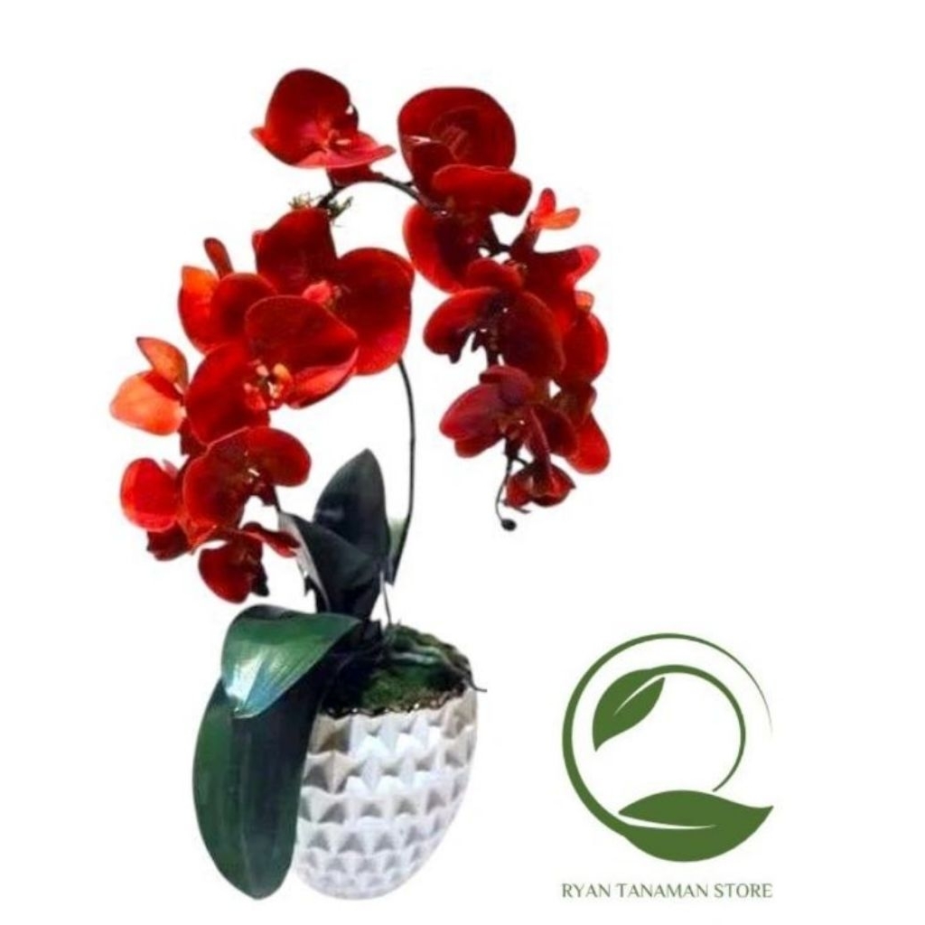 Tanaman Hias Anggrek Dendrobium Bunga Merah - Anggrek Dendrobium