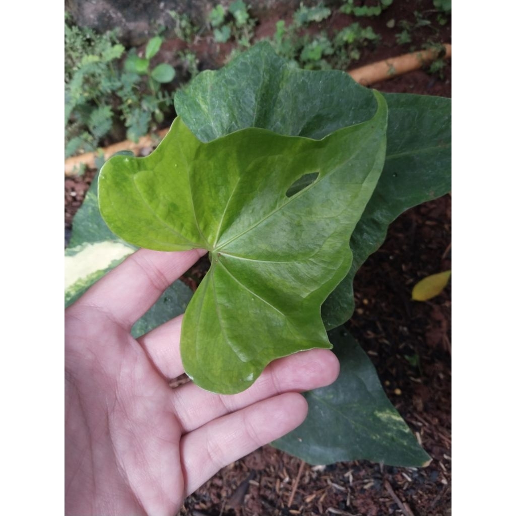 anthurium Pteroductyl varigata mewah besar