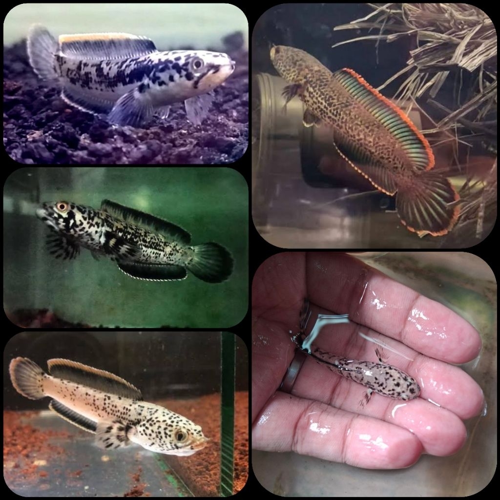 ikan hias channa limbata granit untuk aquarium dan aquascape