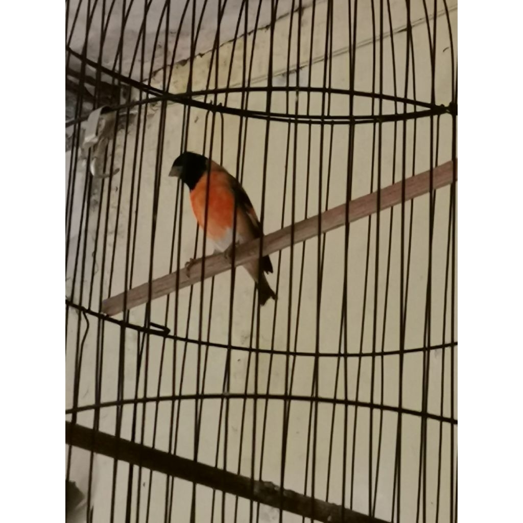 Burung finch Red Siskin jantan muda klasik