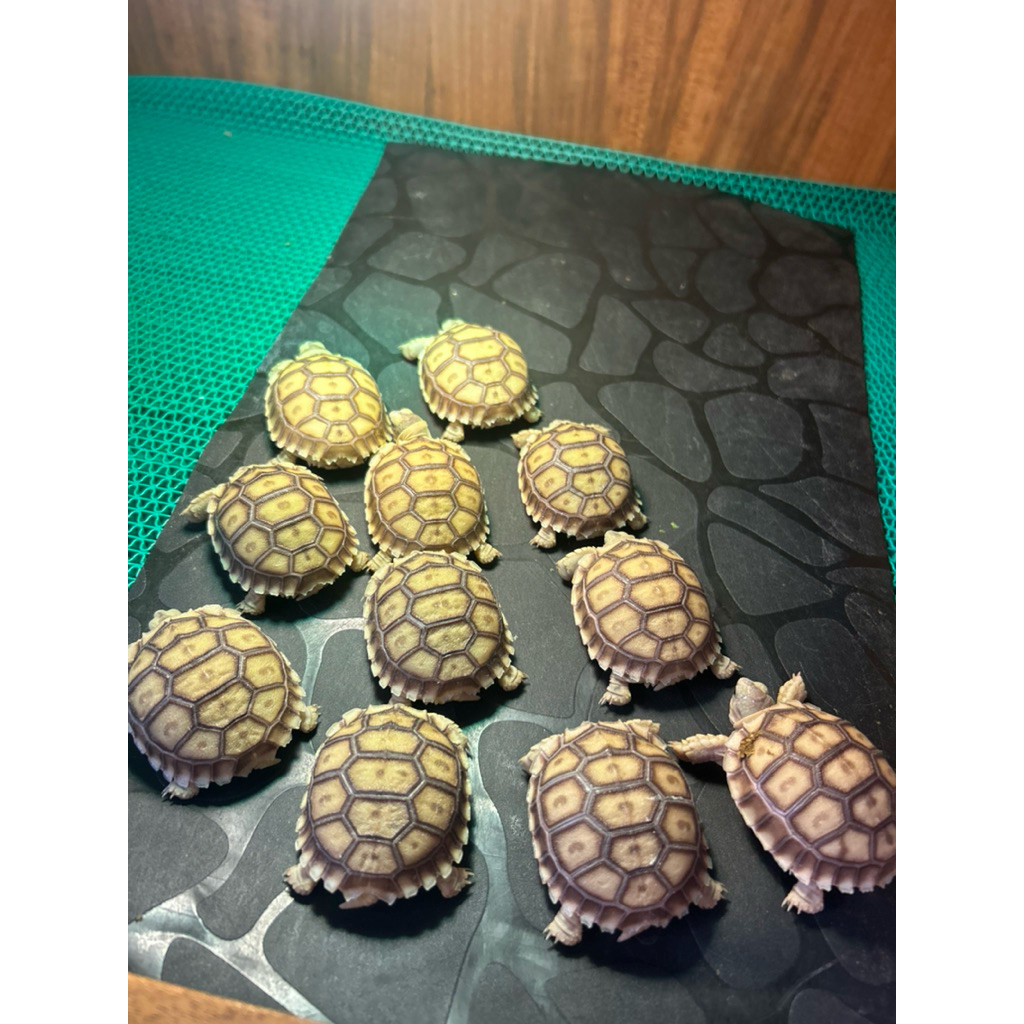 Sulcata Baby asli Grade A