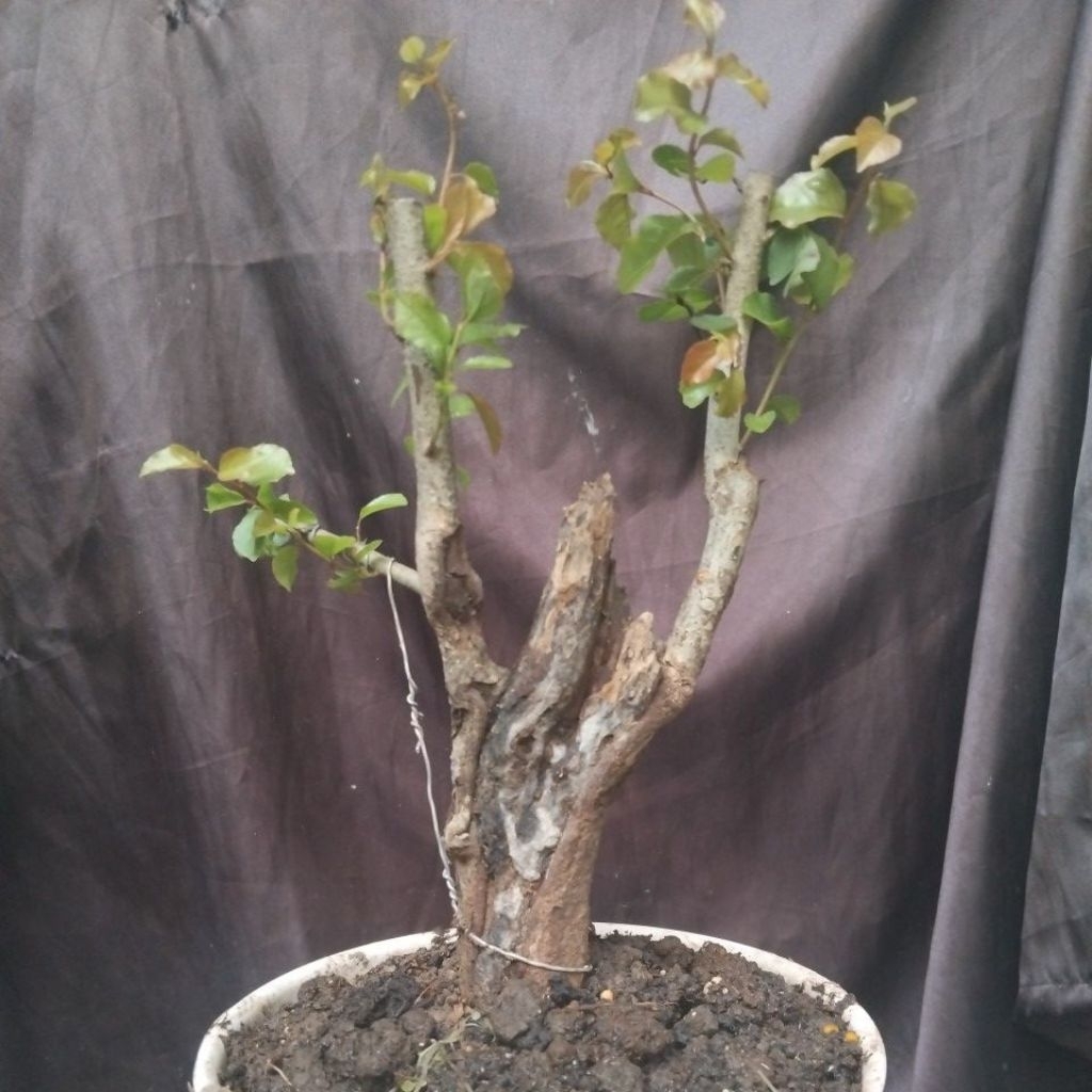 Bahan Bonsai Rukem Pucuk Merah Dongkelan cakep ada keringan The Maxx 30 cm real pick