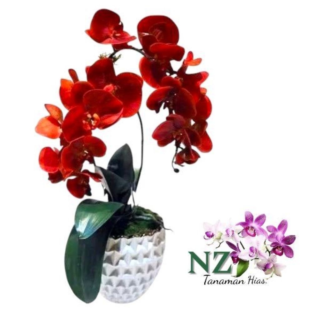 Tanaman Hias Anggrek Dendrobium Bunga Merah - Anggrek Dendrobium Bunga Merah