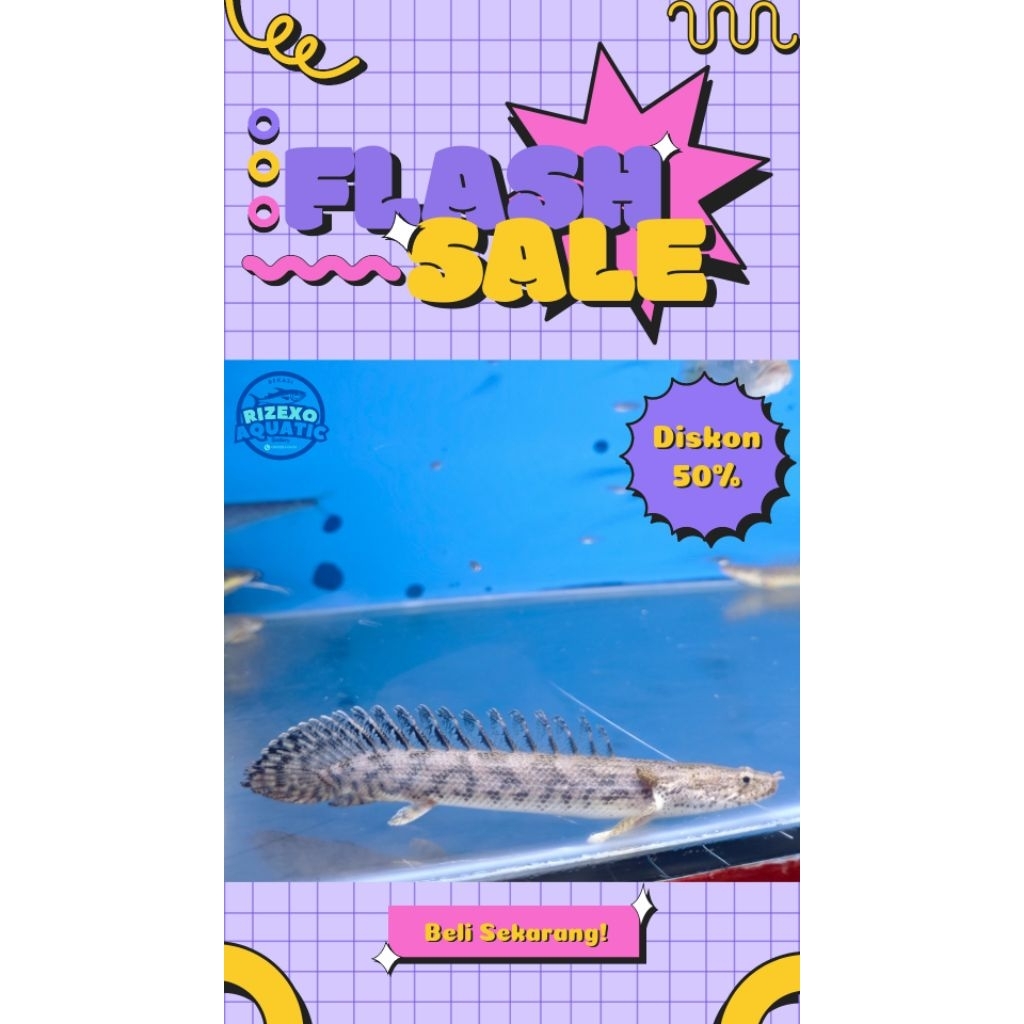 Palmas Lapensor Lapra X Ansorgi Good Mark 13-15CM #PromoSpecial