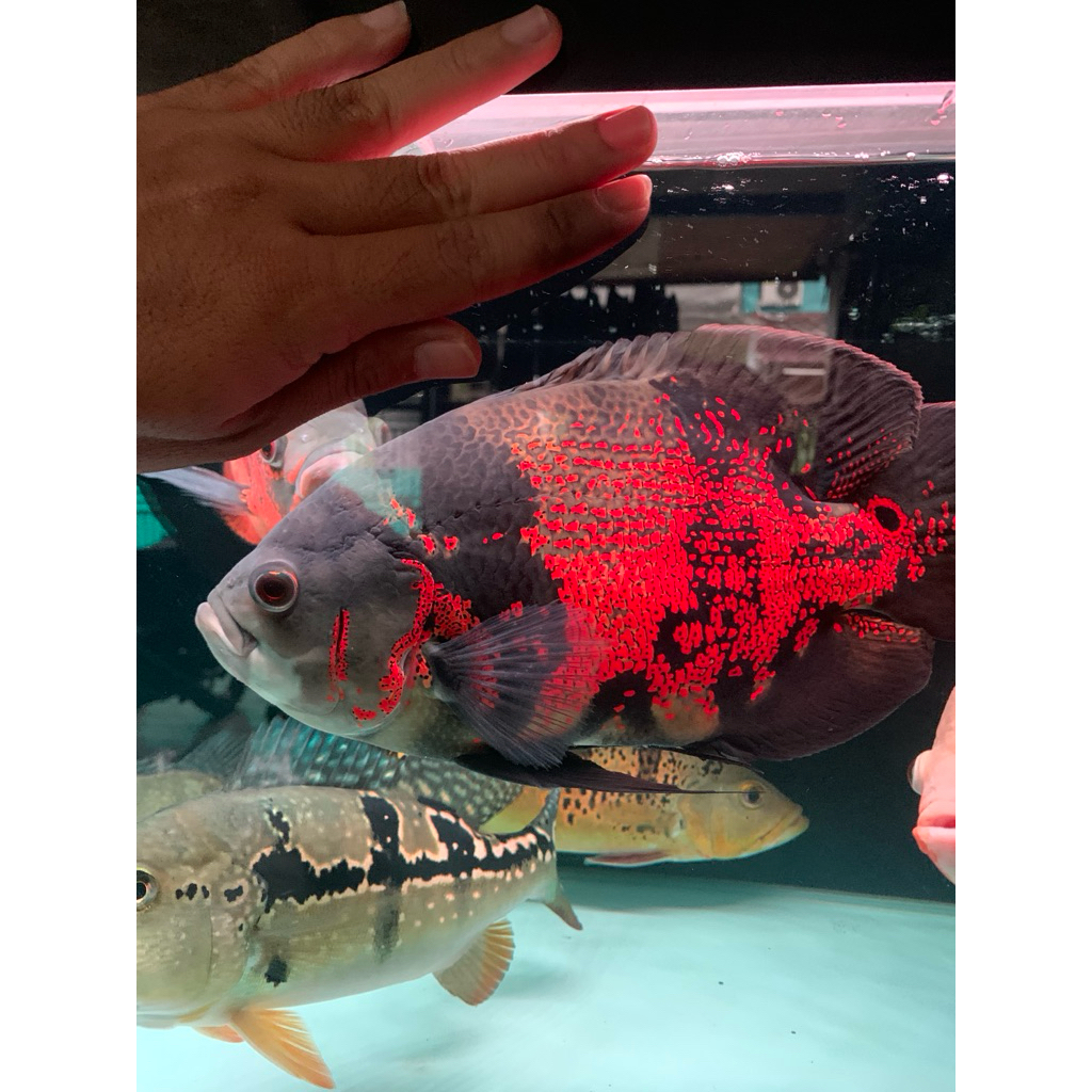 Ikan Oskar Tiger Size 25 up