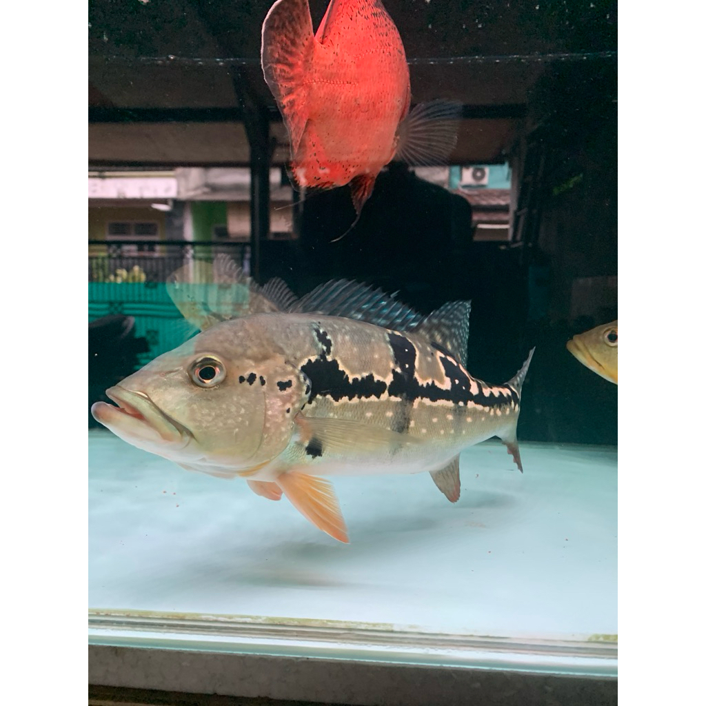 Ikan Peacok Bass Pbass Pinima Size 25cm up