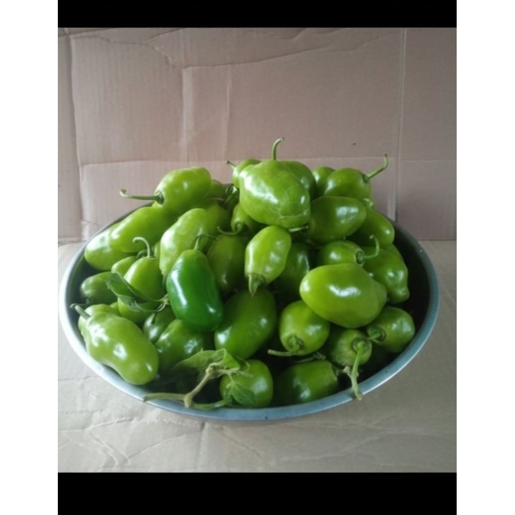 Cabai gendot segar 1 kg