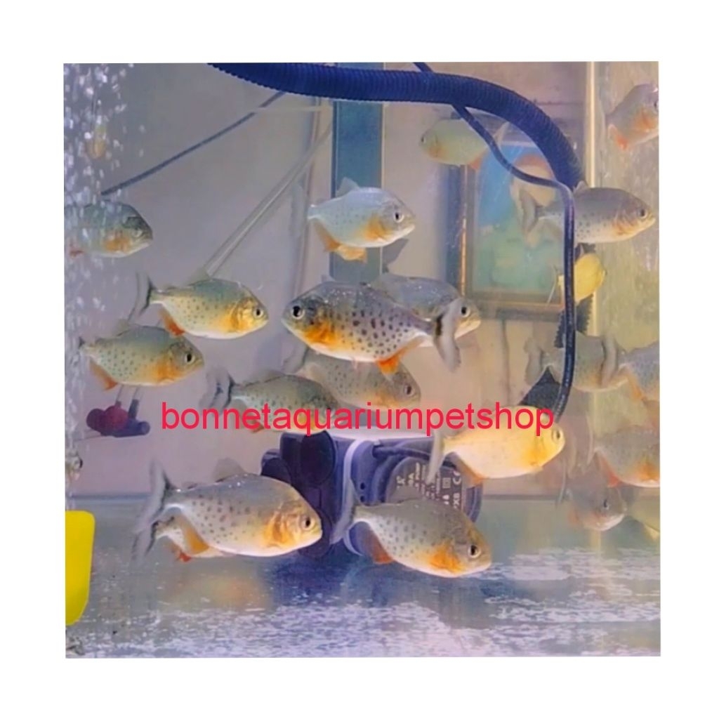 Ikan hias  Piranha Predator Berkualitas | Instan Only
