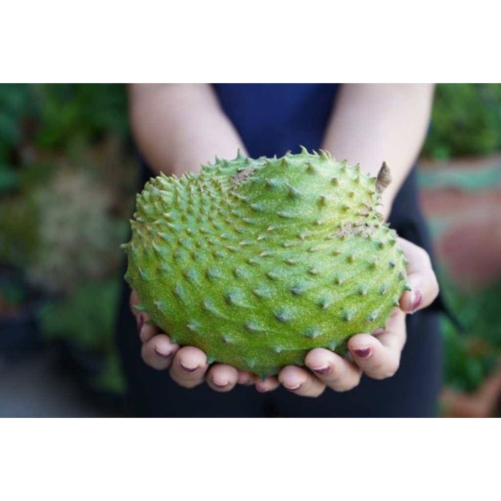 buah nangka walanda segar 1 buah