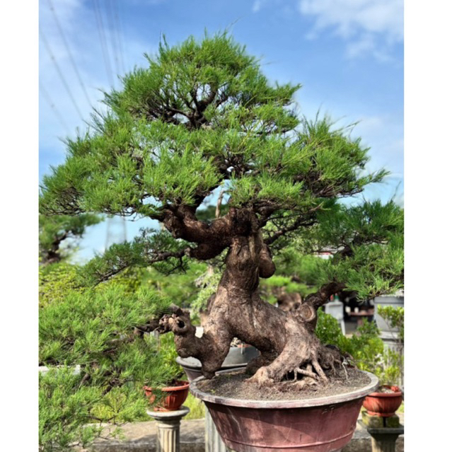 AL - BONSAI CEMARA UDANG RIMBUN SUDAH BERBENTUK