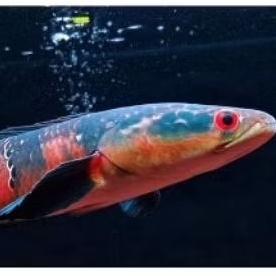 Baby Channa Red Maru | Size 2-3 CM | Ikan kualitas Grade A