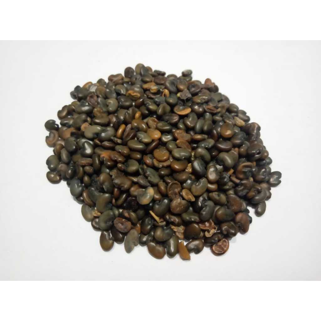 Benih Orok - orok 1000 Gram (Crotalaria juncea)