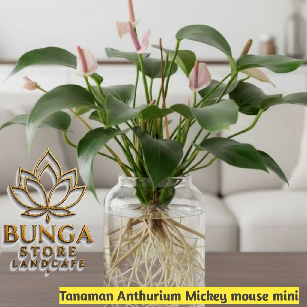 Tanaman media air anthurium bunga mickey mouse mini - anthurium bunga mini - anthurium bunga mickey 