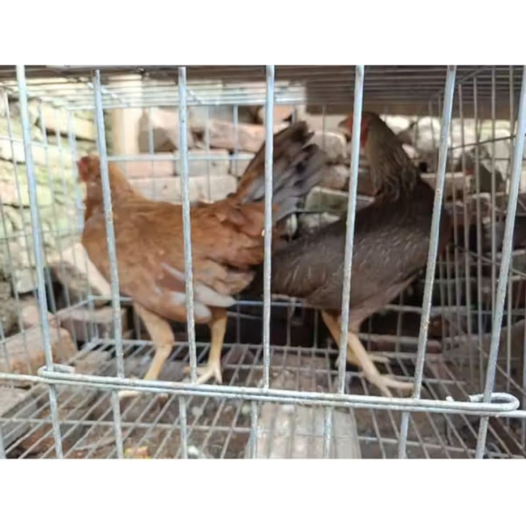 indukan ayam kampung