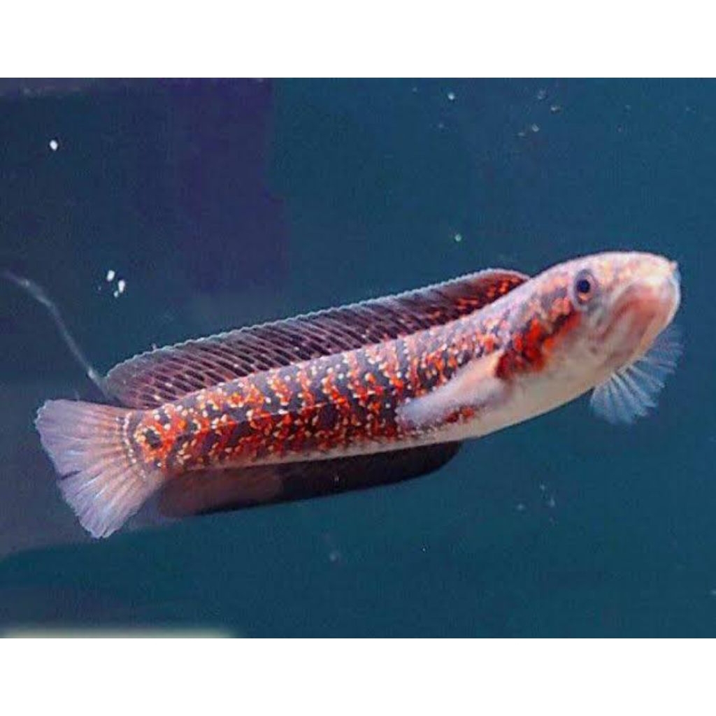 Channa Asiatica RSP Kalimaya Premium 6-18 cm