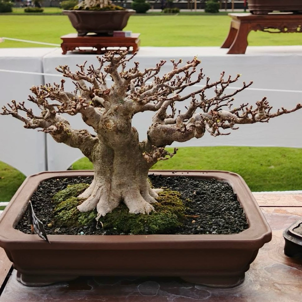 Real Pict bonsai sancang anput cemara waru bonsai simbur loa kimeng ukuran mame siap pajang