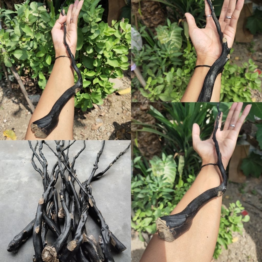 Akar Bahar Hitam Asli dengan Bahan Batangan Size Medium Kualitas Super