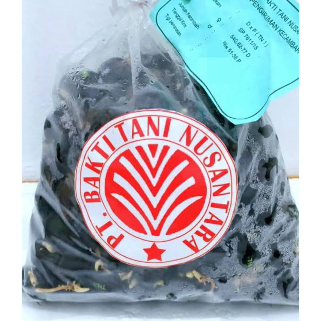 COD (isi 250) bibit kecambah sawit DxP TN1/BAKTI TANI NUSA KUALITAS UNGGUL