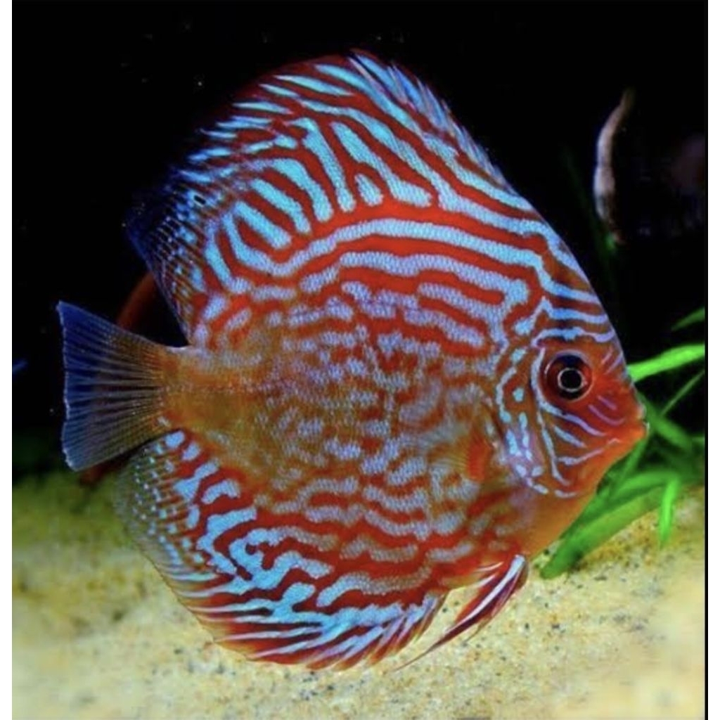 Discus Red Turquoise // Aquarium Aquascape